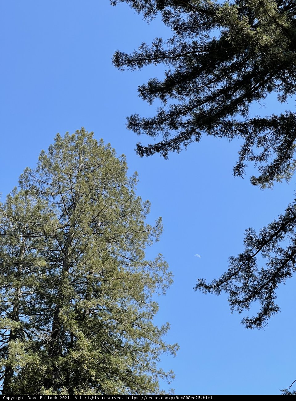 Moonlit Tree Grove in Guerneville