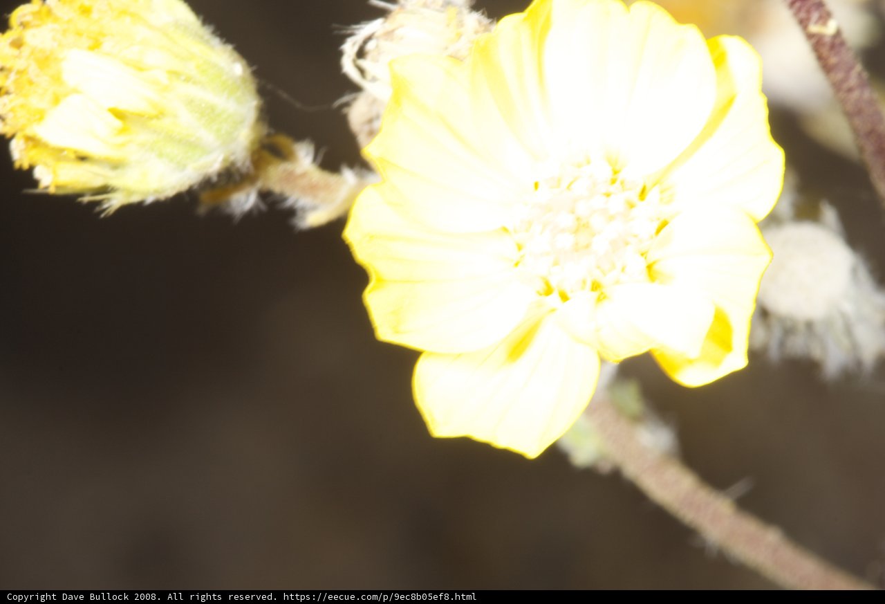Sunshine in Bloom