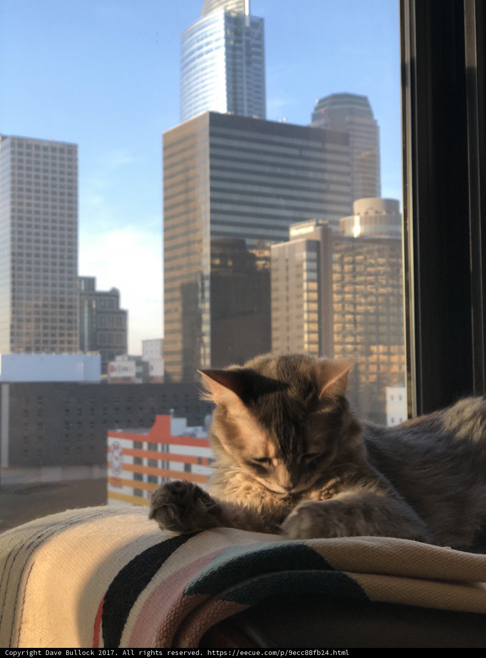 Urban Cat Nap