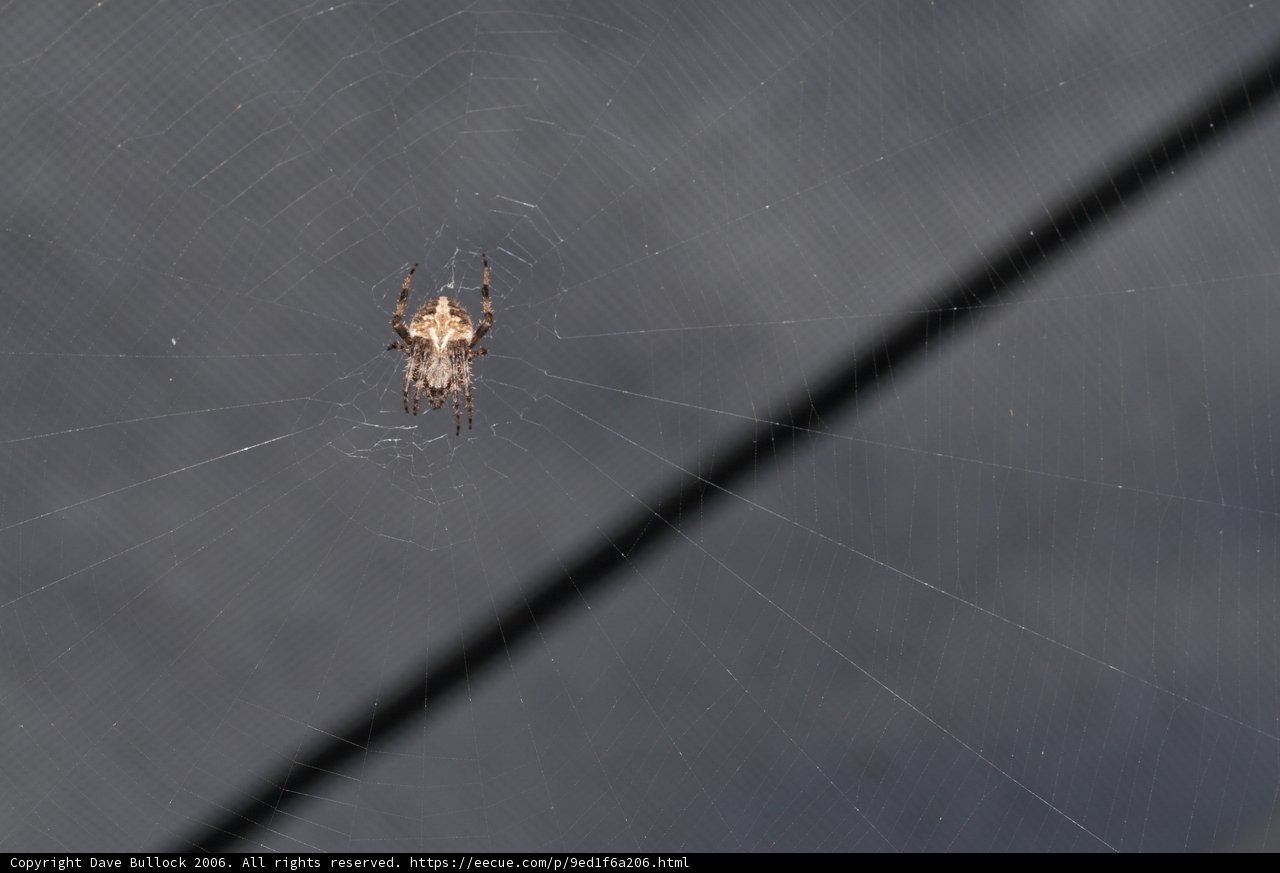 Garden Spider Weaving In The Dark