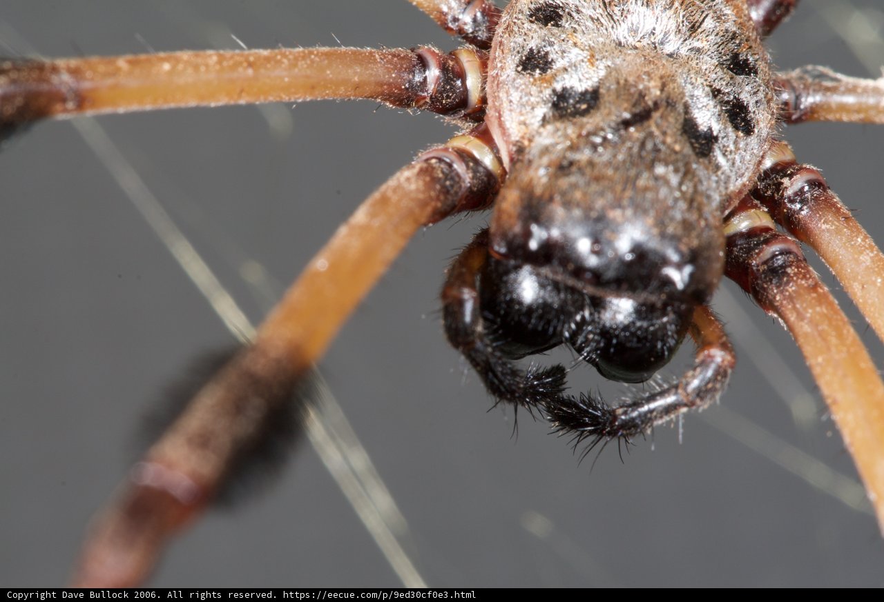 Arachnid Beauty