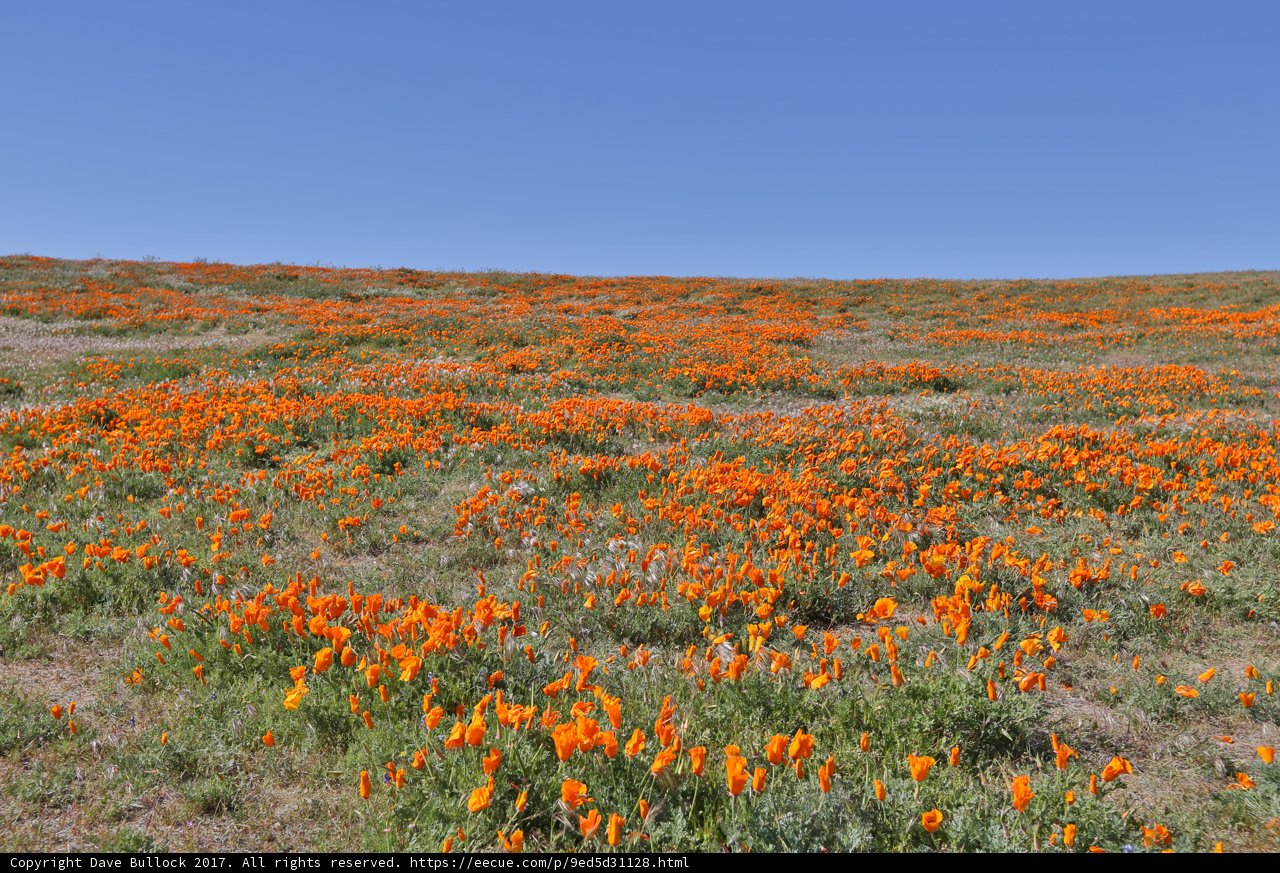 Fields of Poppies