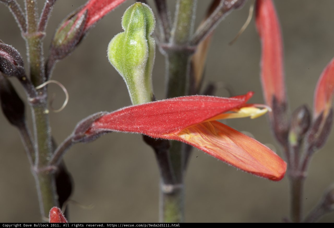 A Stunning Close-up of an Acanthaceae Flower