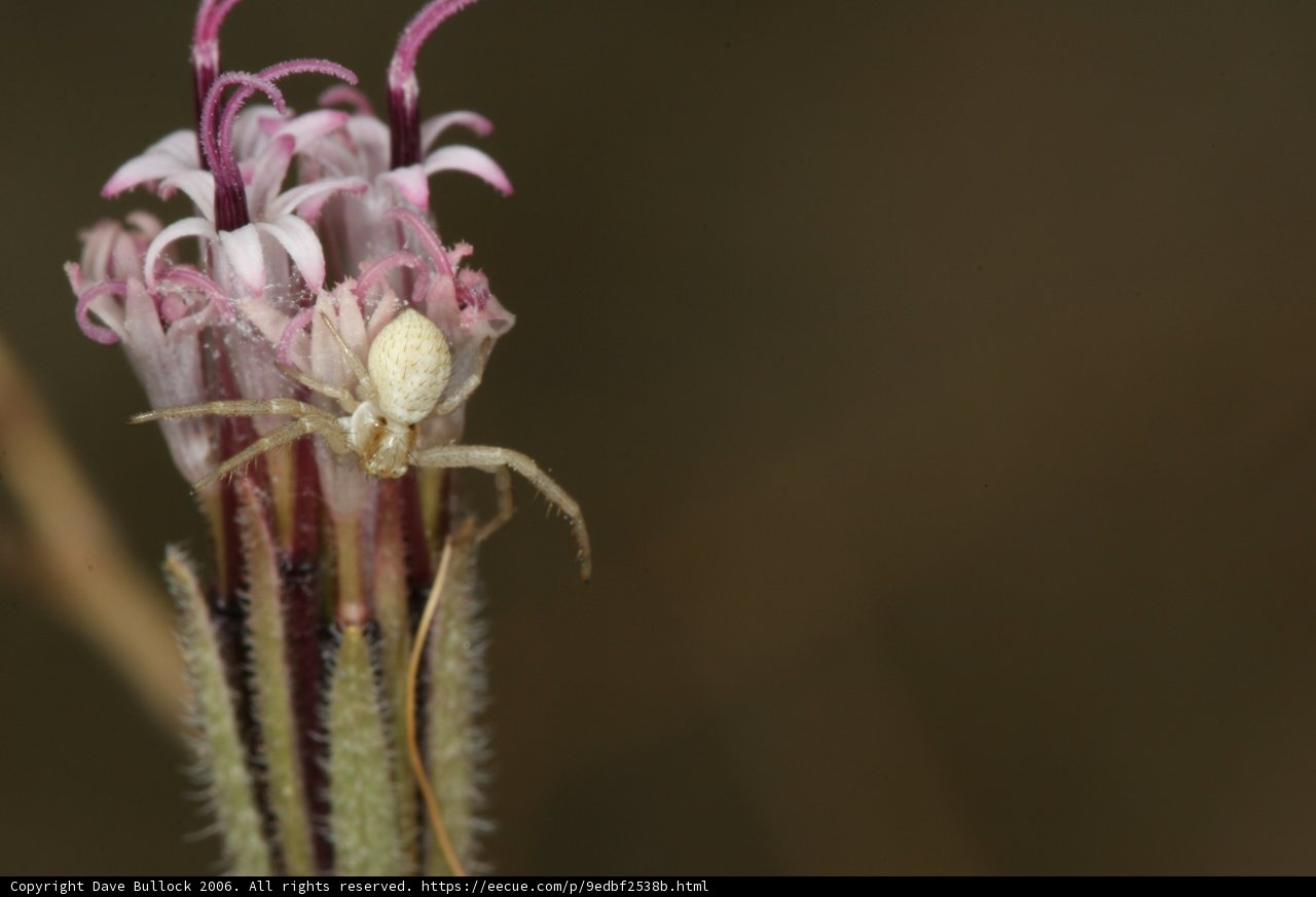 Garden Spider on a Daisy