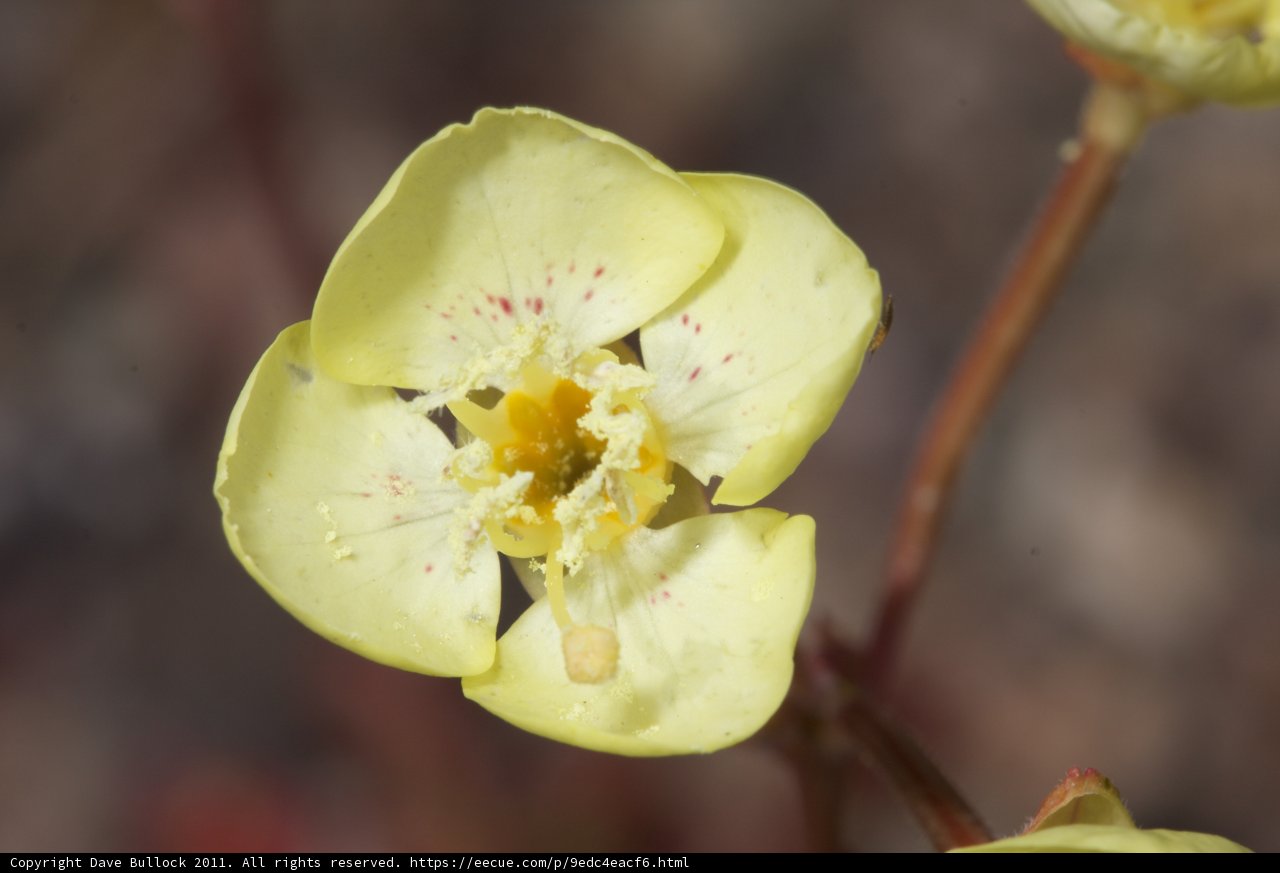 Bright and Spotted Bloom