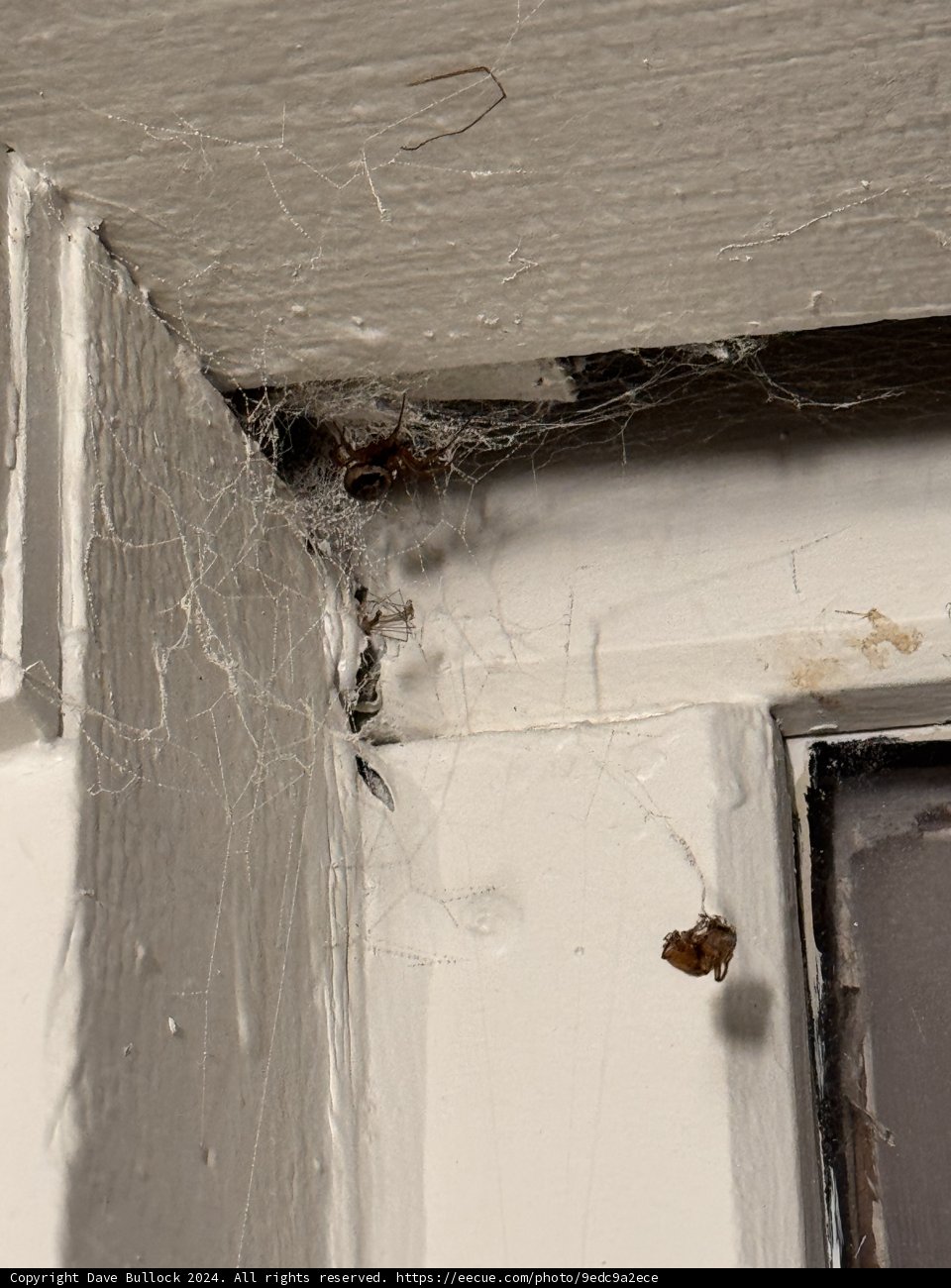 Webbed Corners
