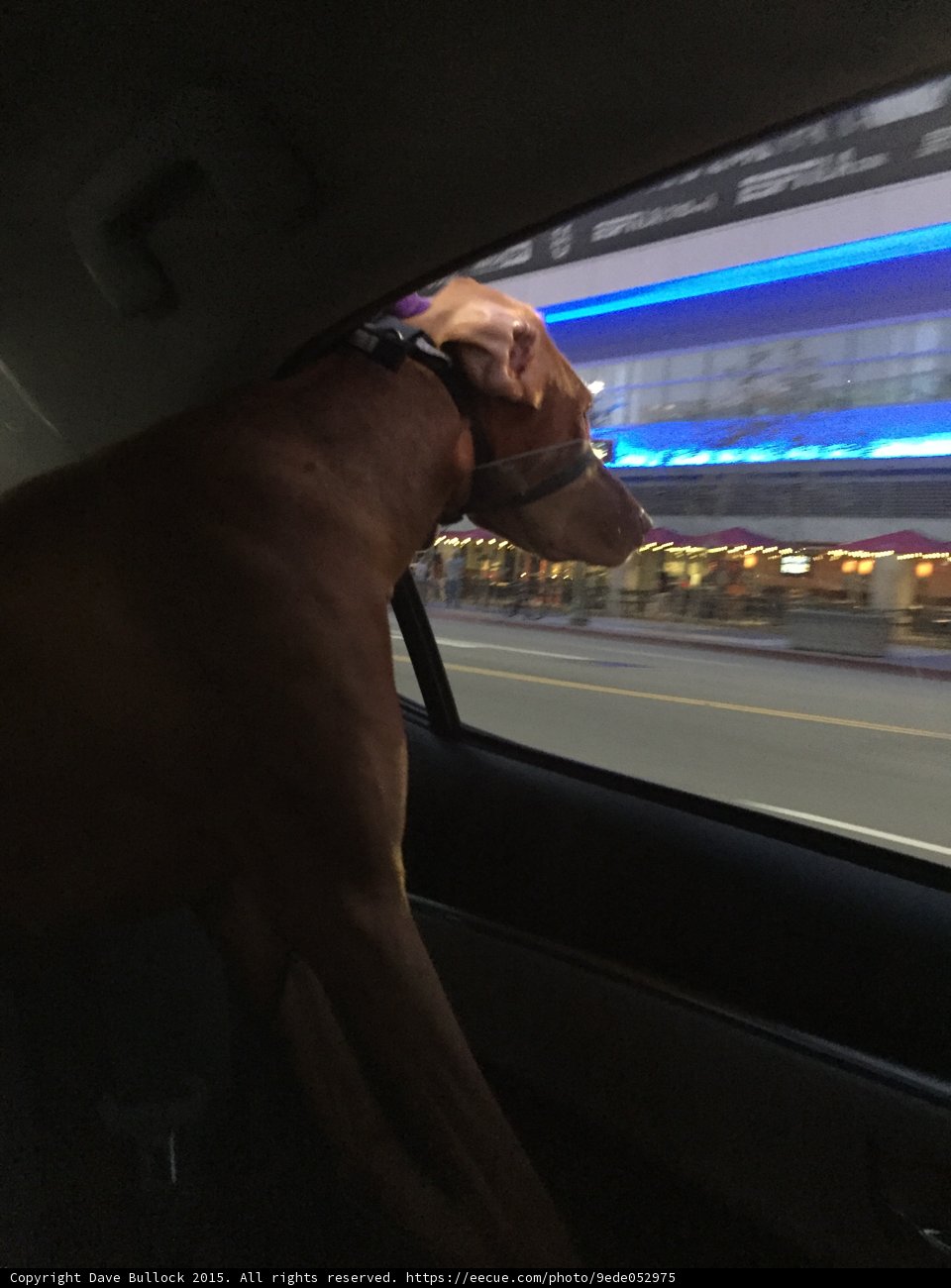 Dog Watching the City