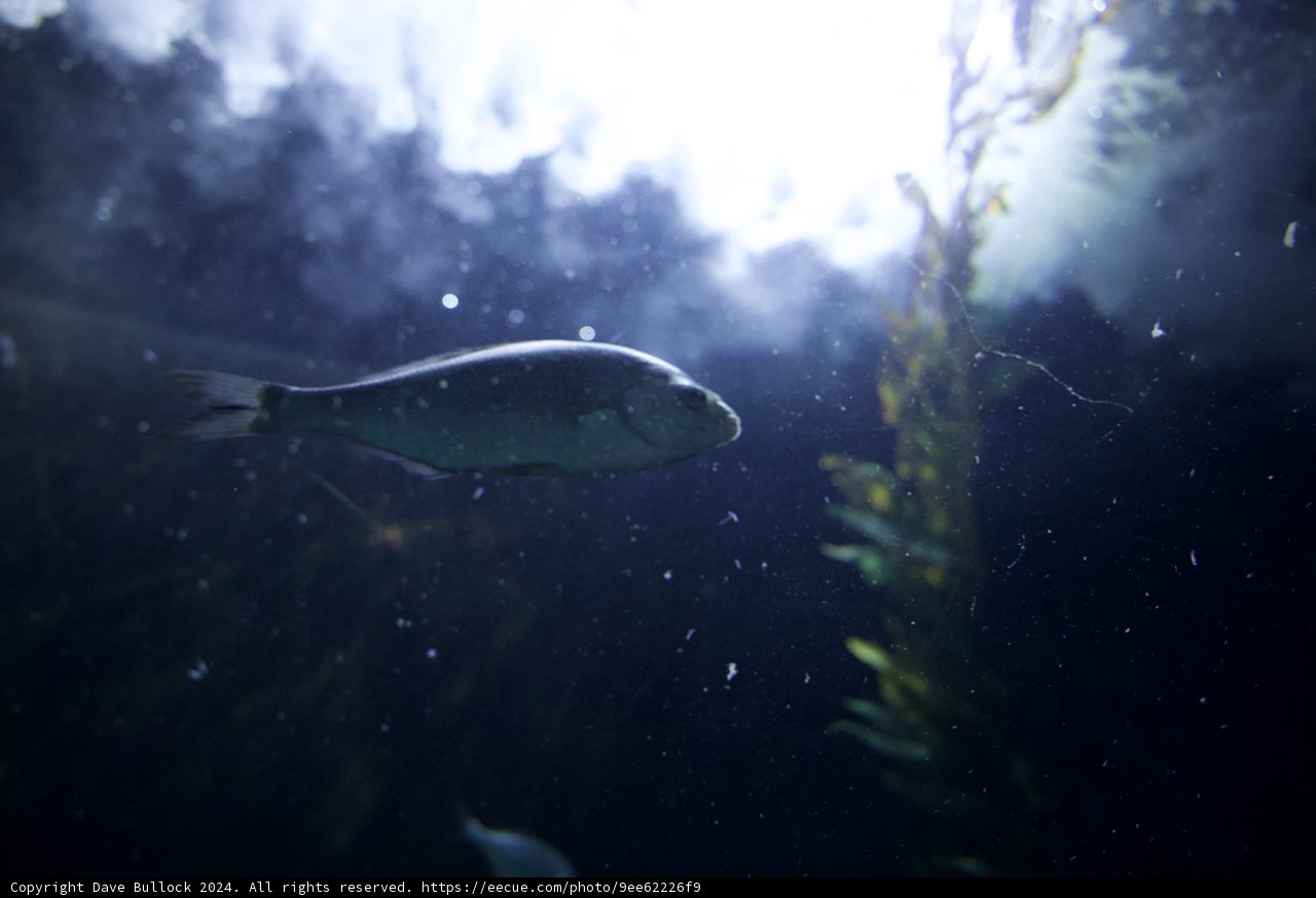 Underwater Ballet in the Aquarium