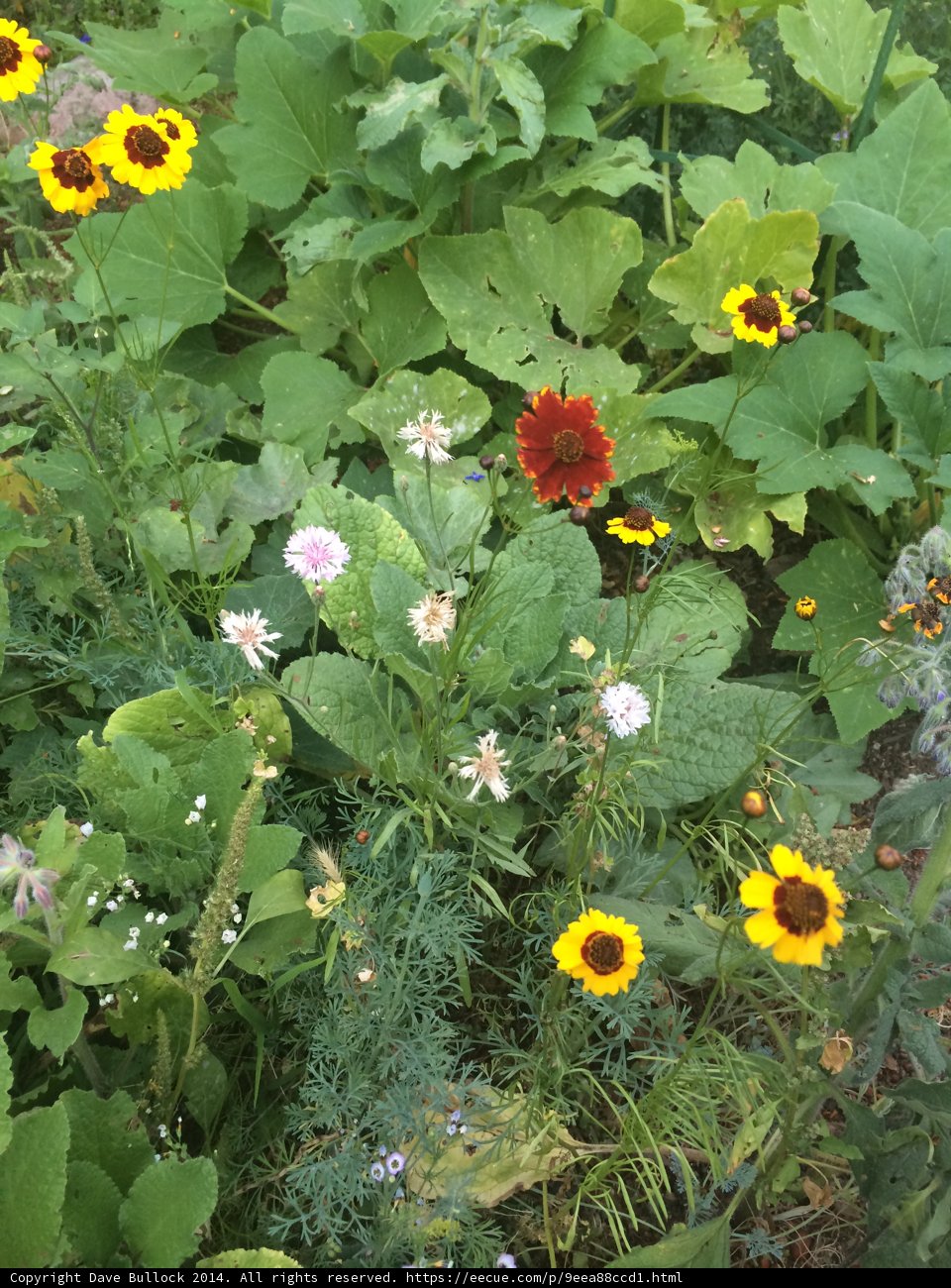 Herbal Oasis