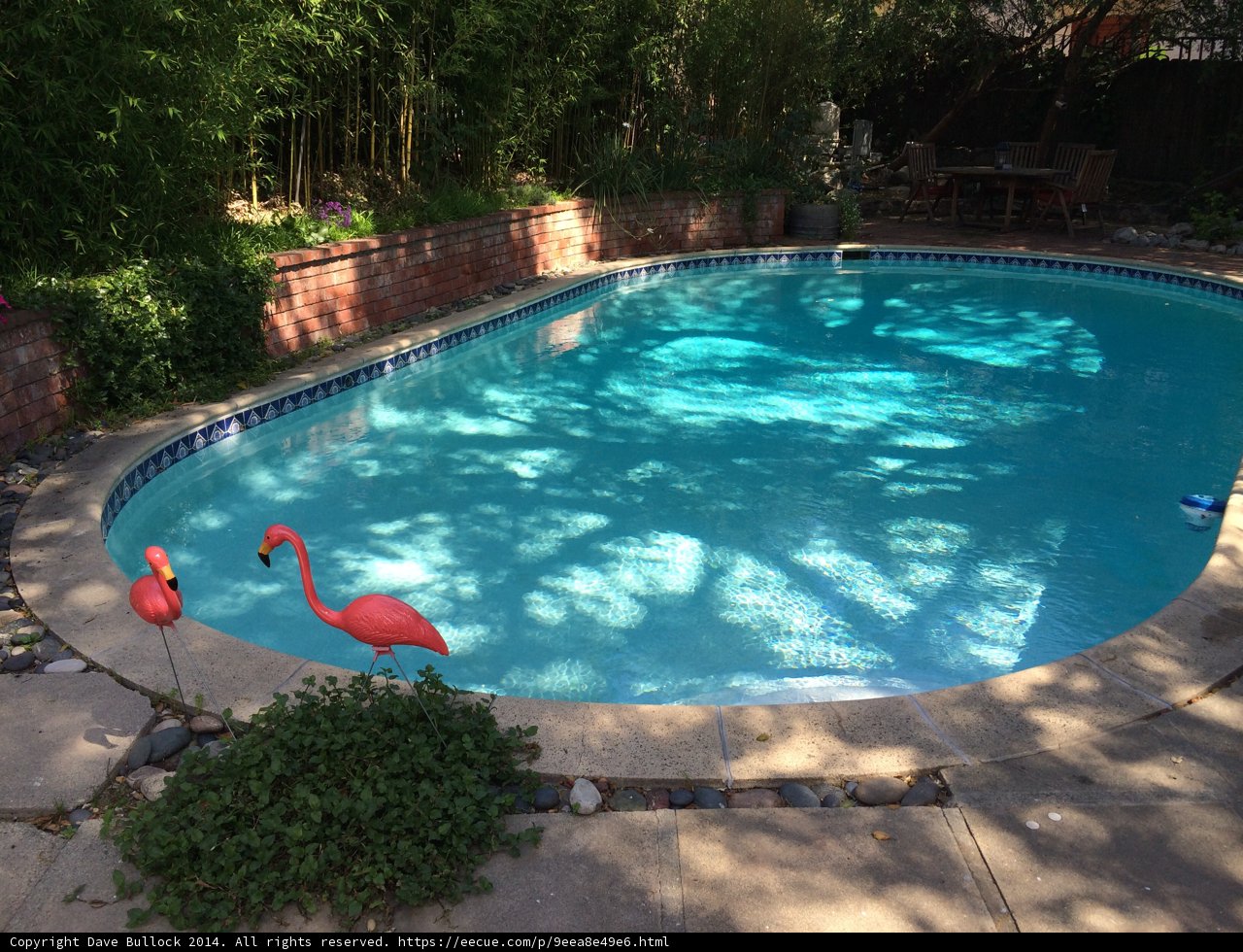 Flamingos by the pool