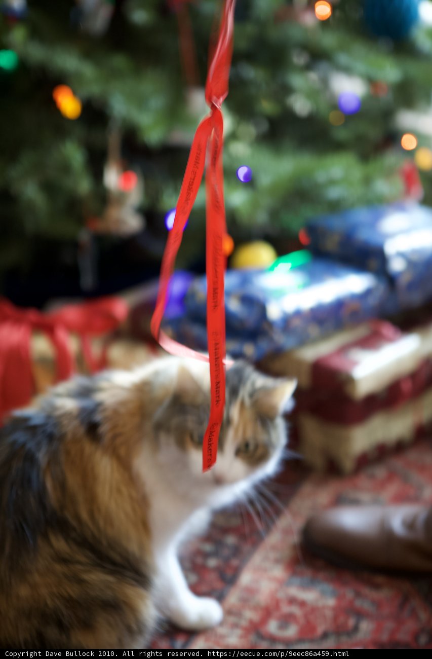 Feline Festivities