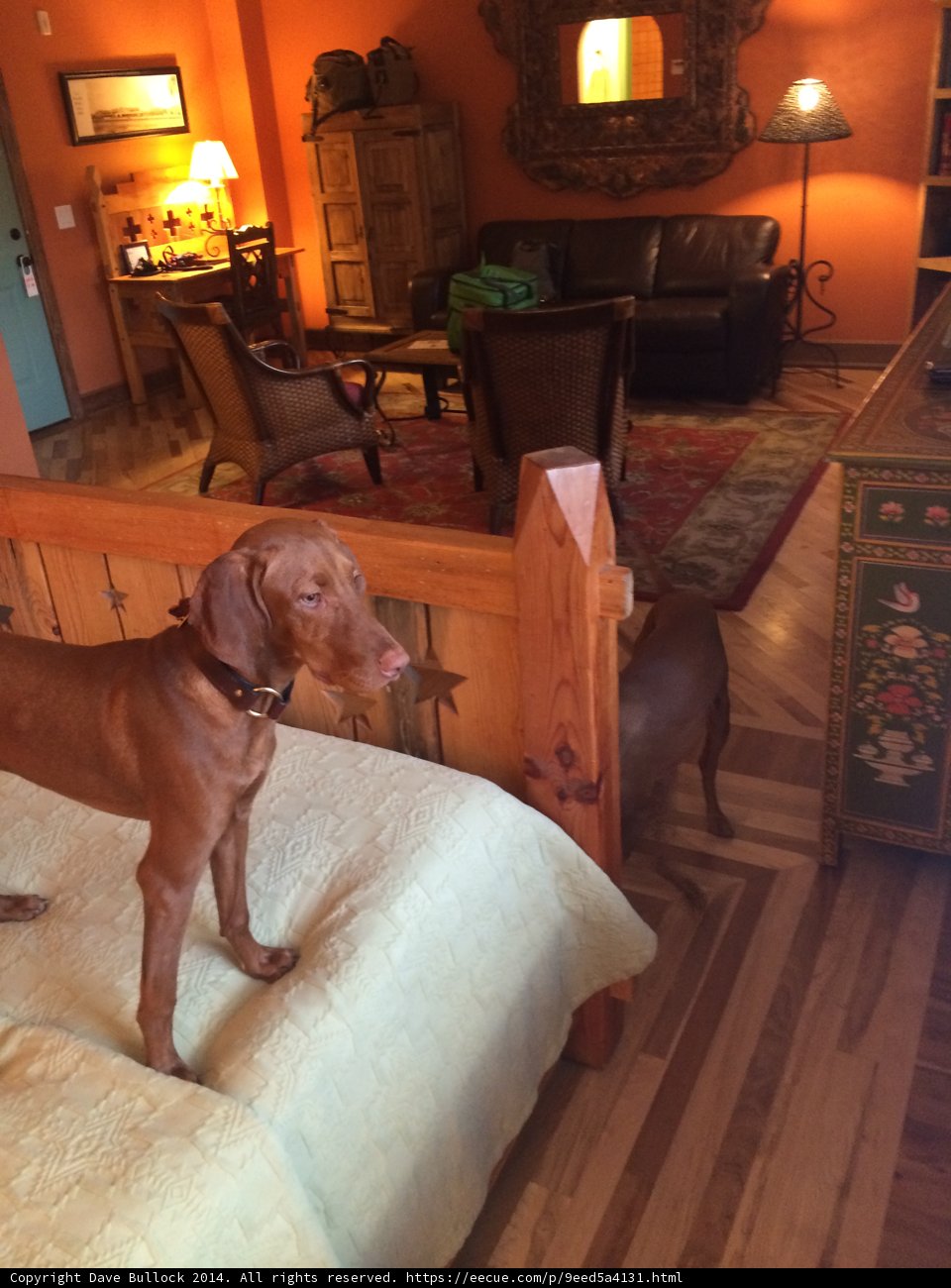 Canine Comfort on a Cozy Bed