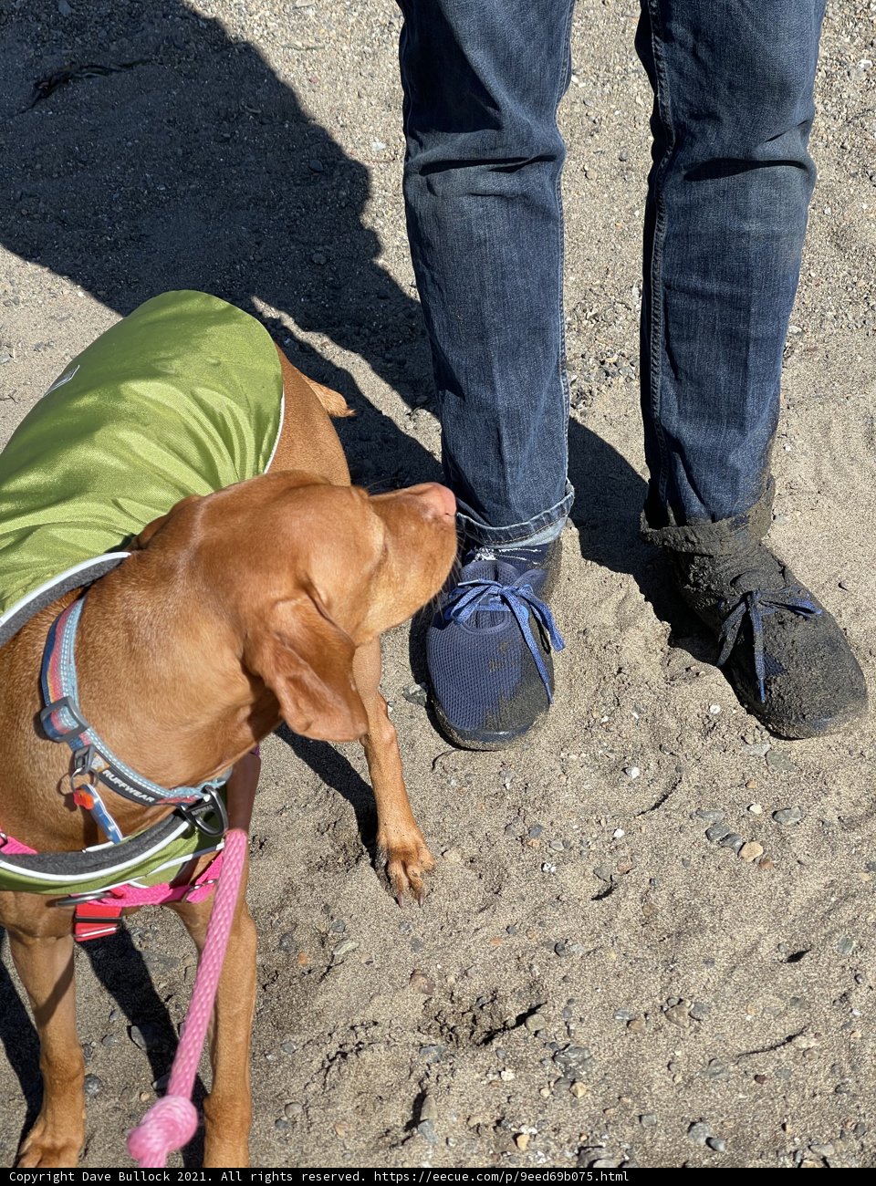 Stylin' Vizsla in Green and Blue
