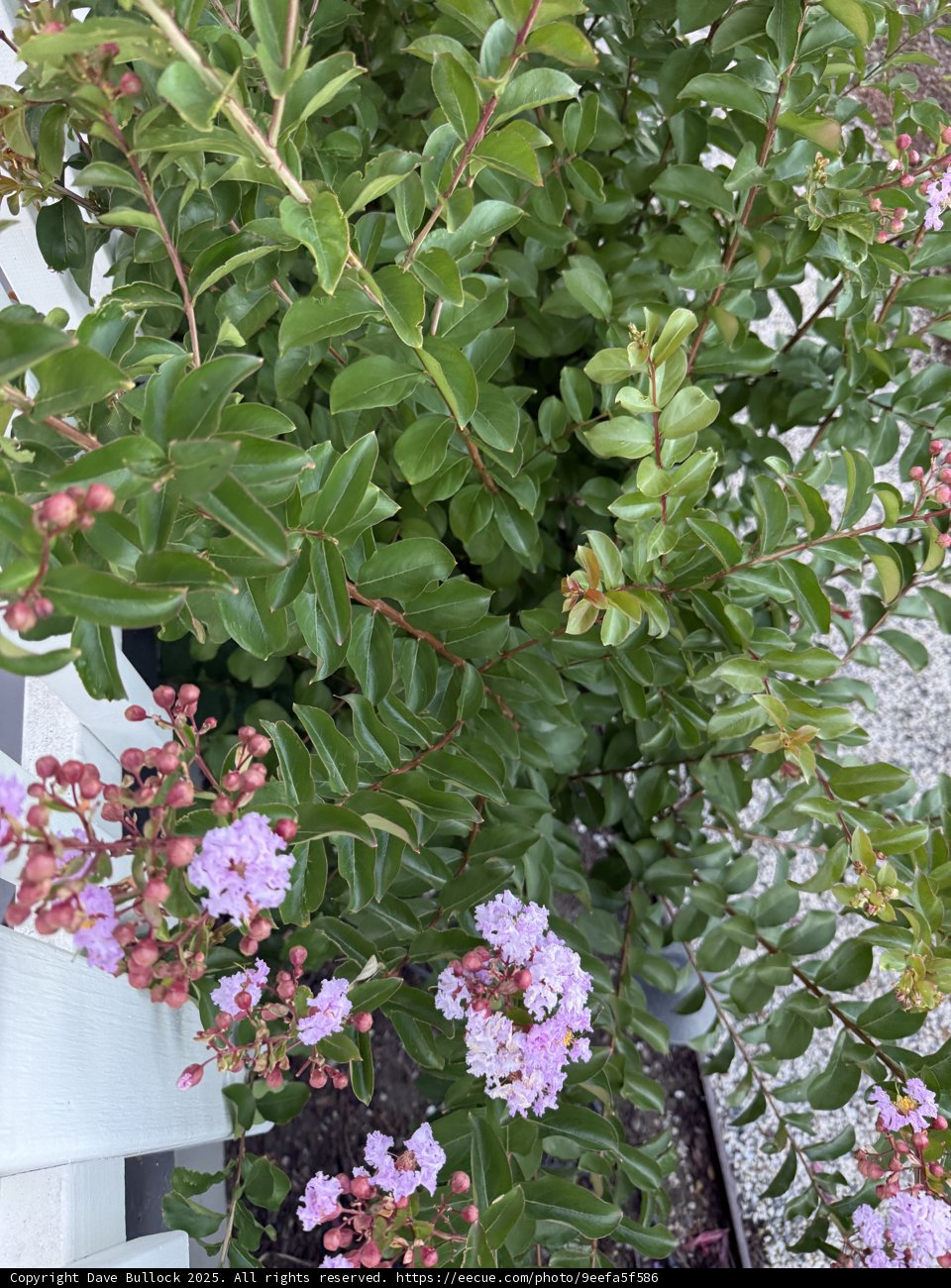Summer Blossom in Walnut Creek