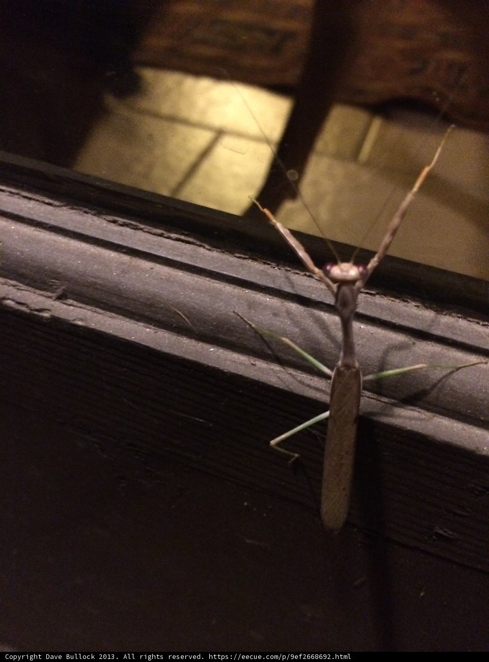 Praying Mantis Guarding the Door