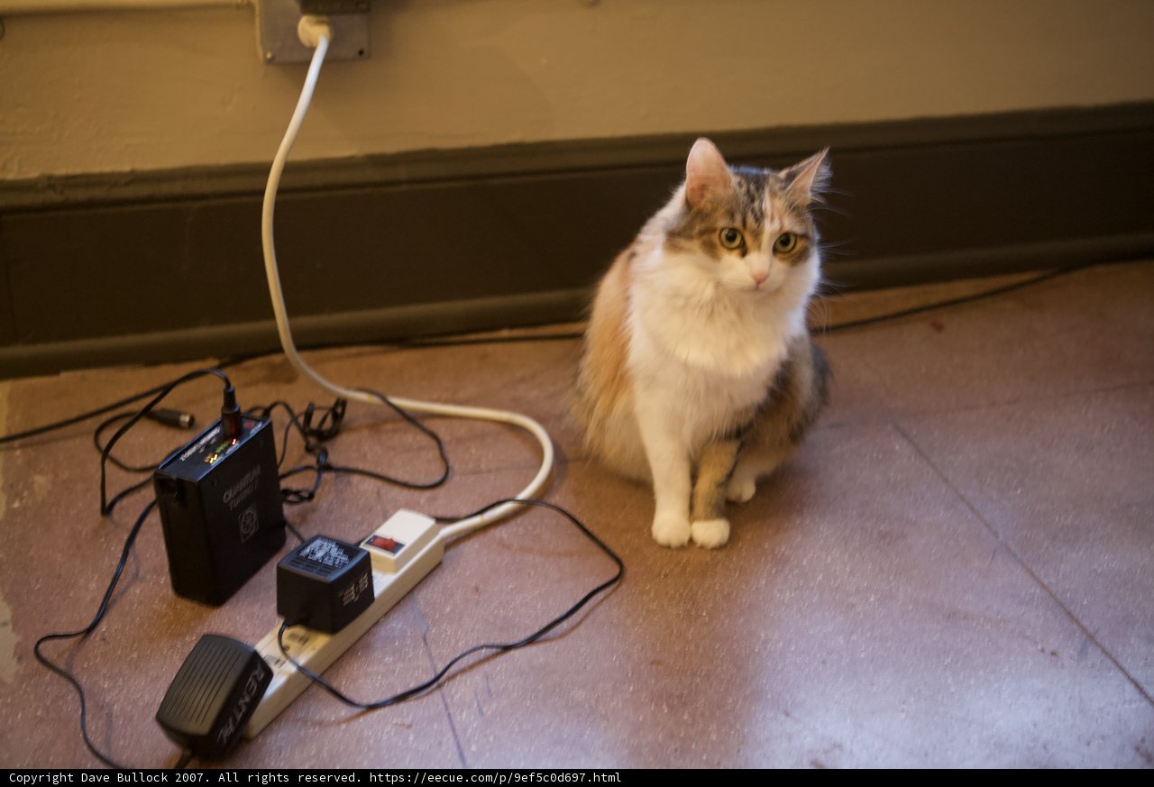Curious Cat and Cozy Cords