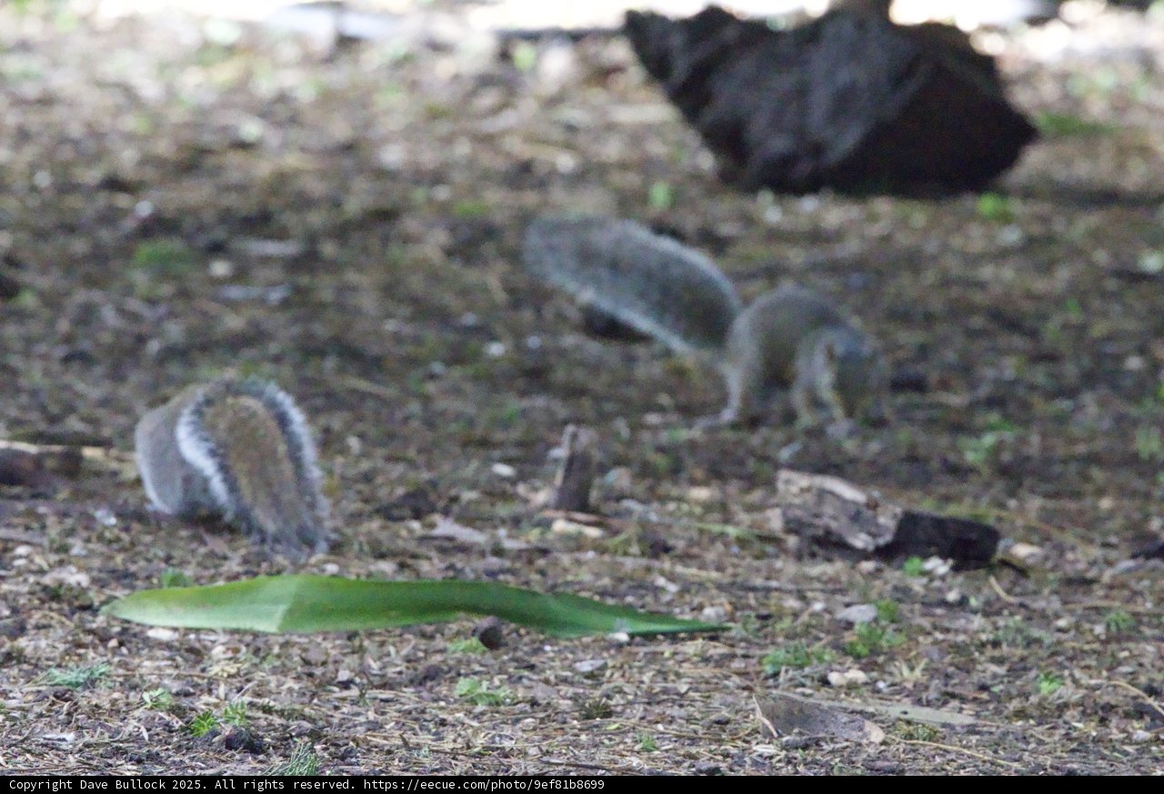 Forest Floor Encounter