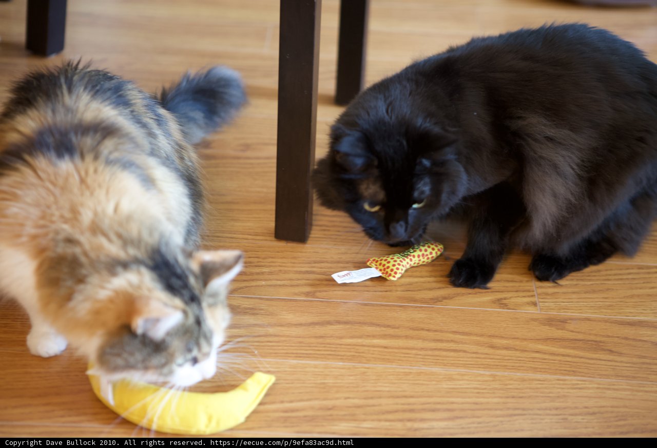 Feline Friends Have Fun with an Unlikely Playmate