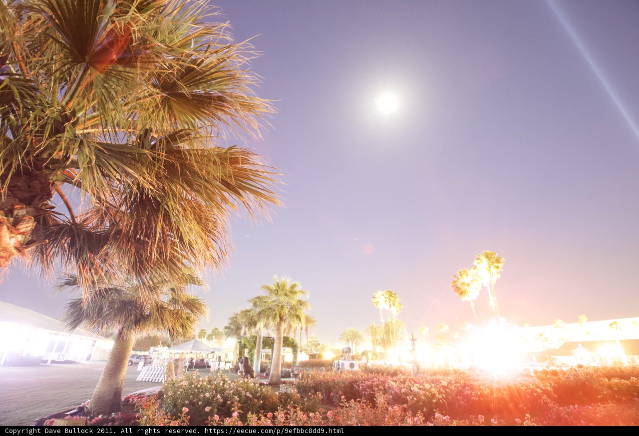 Summer Palm Tree