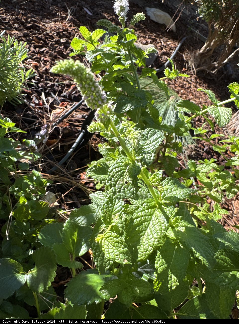 Verdant Harmony: A Dance of Mint