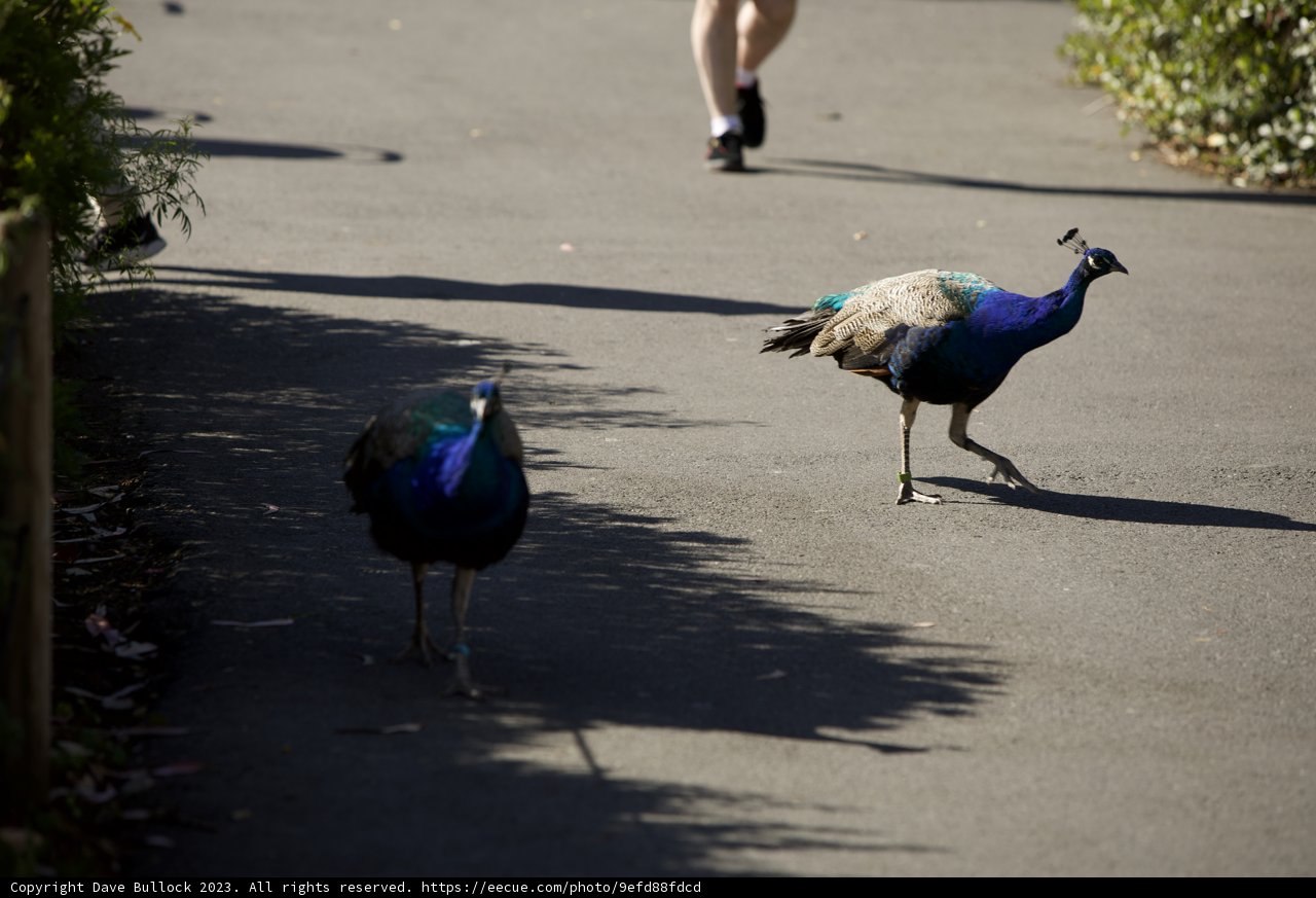 Strutting Peacocks at San Francisco Zoo.