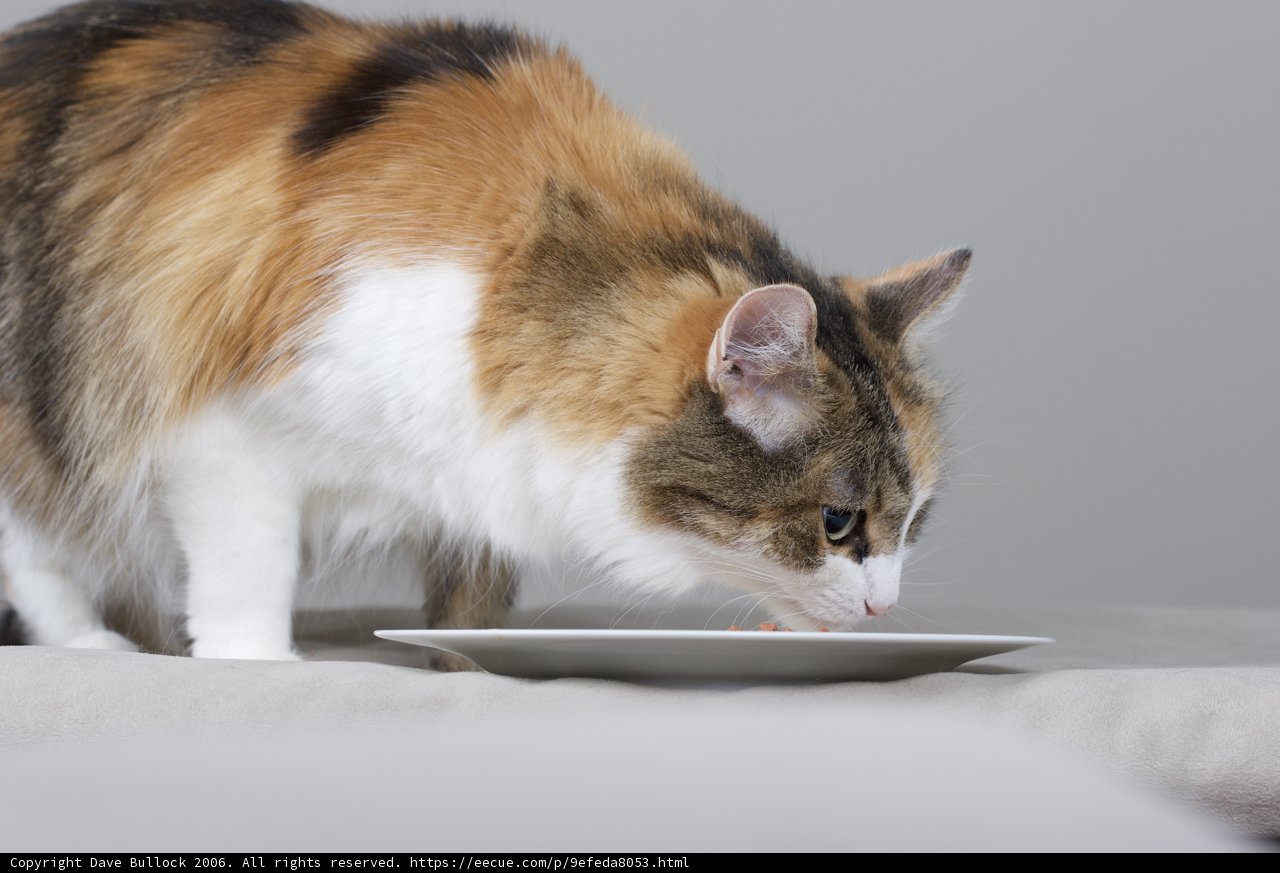 Hungry Manx Cat