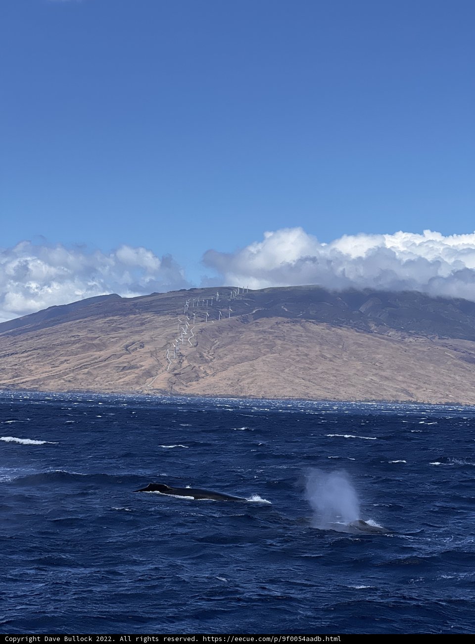 Majestic Humpback Whale Swimming Near Hawaiian Mountain Range