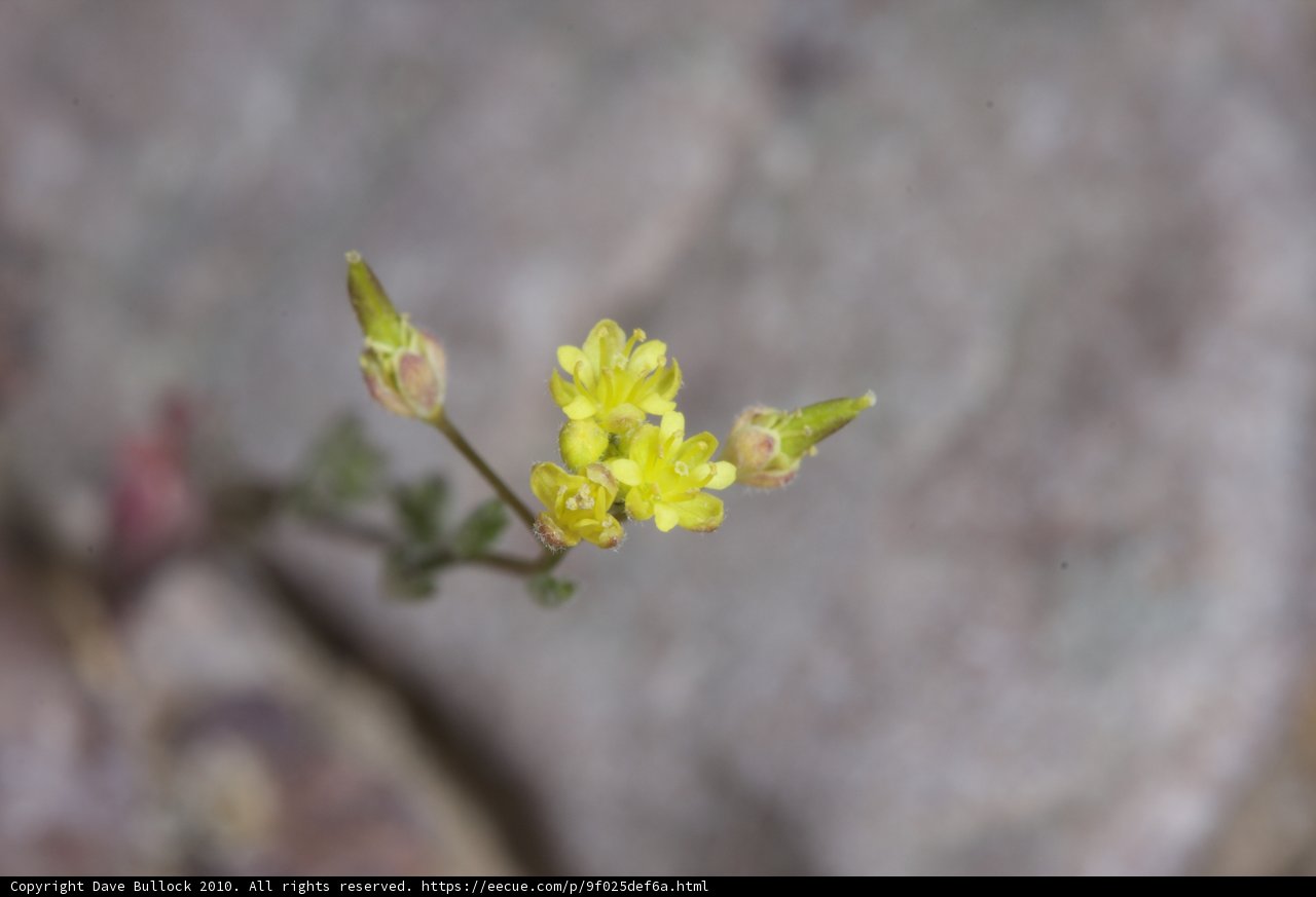 Rocky Blossom