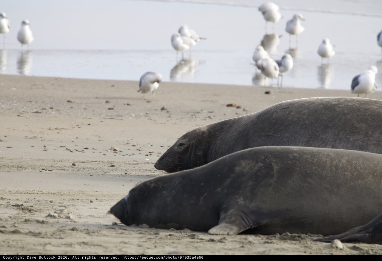 Elephant Seals Resting on Drakes Beach with Seabirds