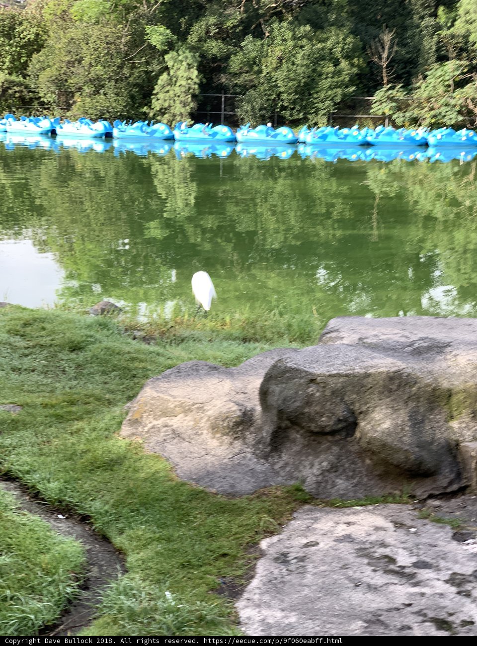 Tranquility by the Pond