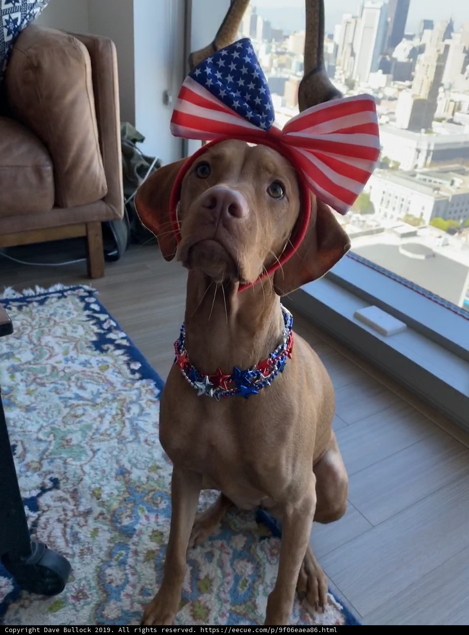 Patriotic Pooch