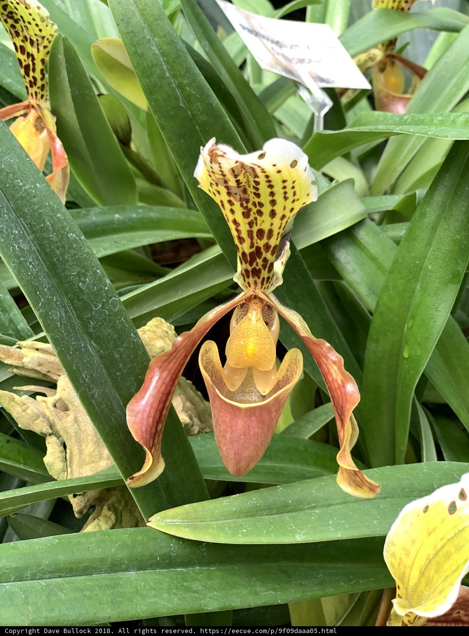 Yellow and Brown Orchid with White Center