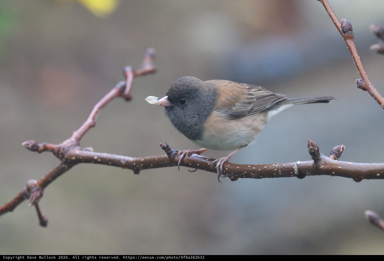 Dark-Eyed Junco Perched on Winter Branch with Seed