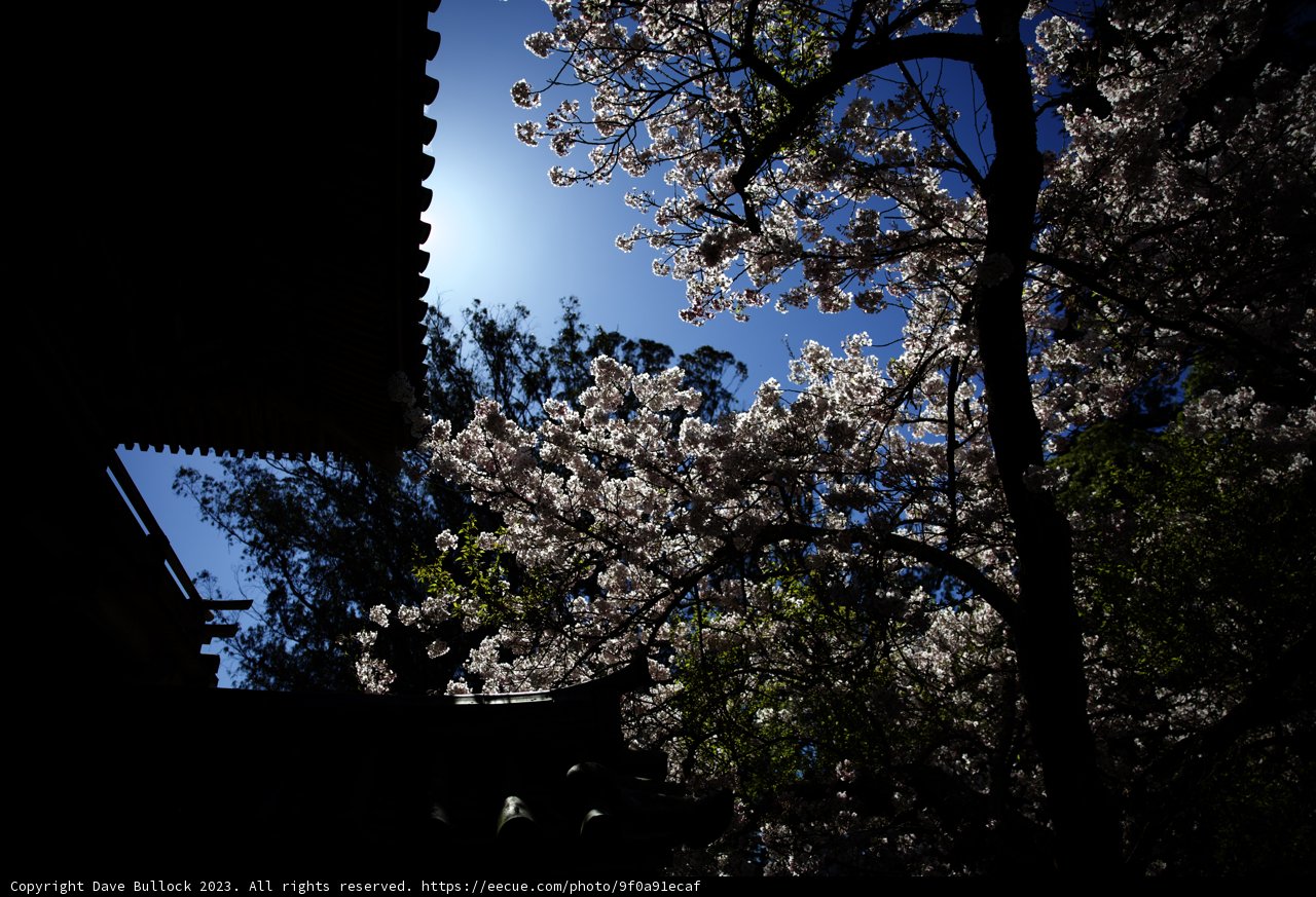 Cherry Blossoms in Kyoto Temple