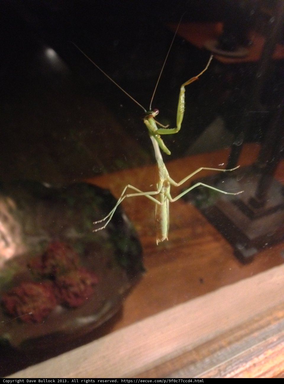 Hanging Praying Mantis