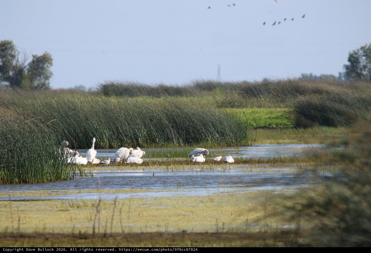 White Pelicans and Herons Wading in Wetland Marsh