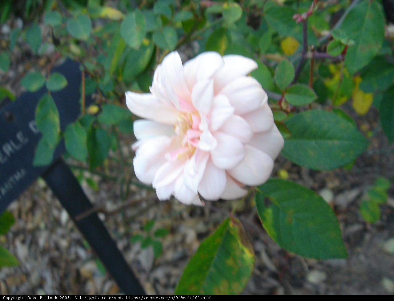 The Pink Rose and Sign