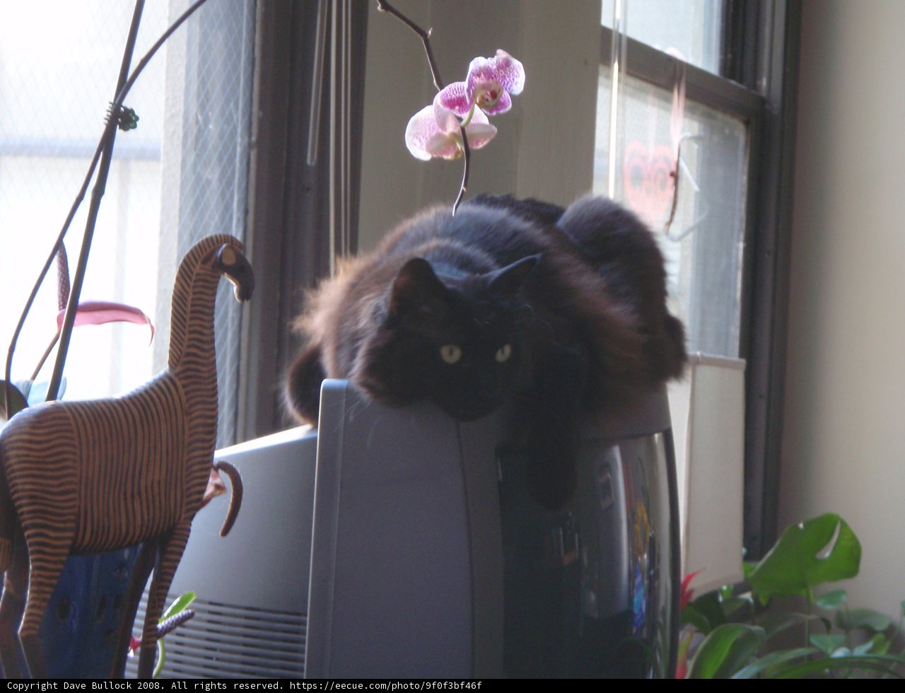 Isabella the Cat