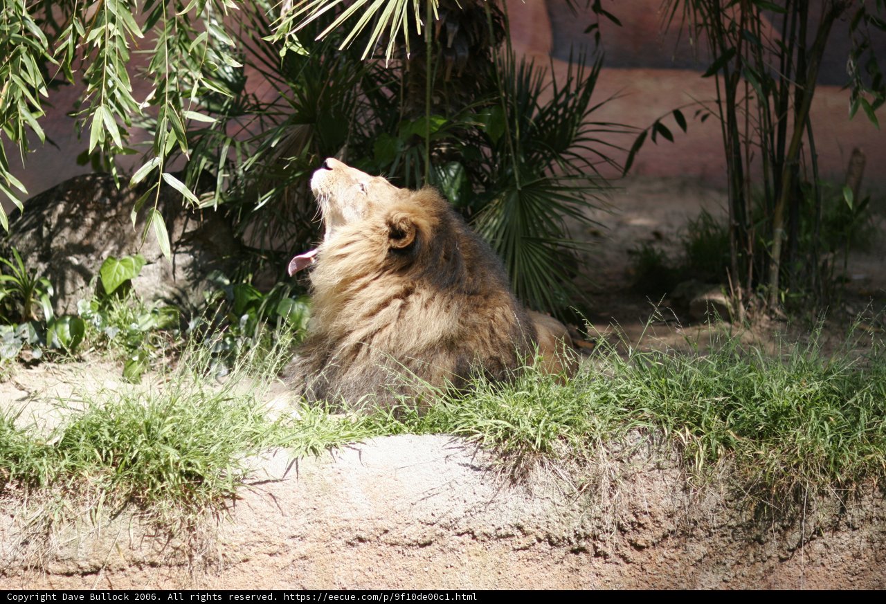 King of the Grasslands
