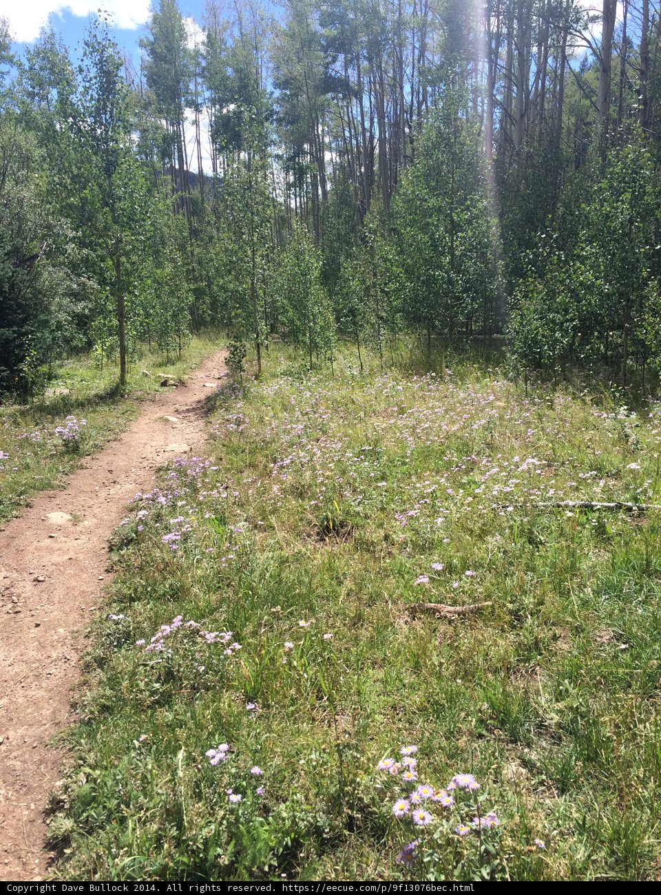 Tranquil Pathway in Santa Fe Woods