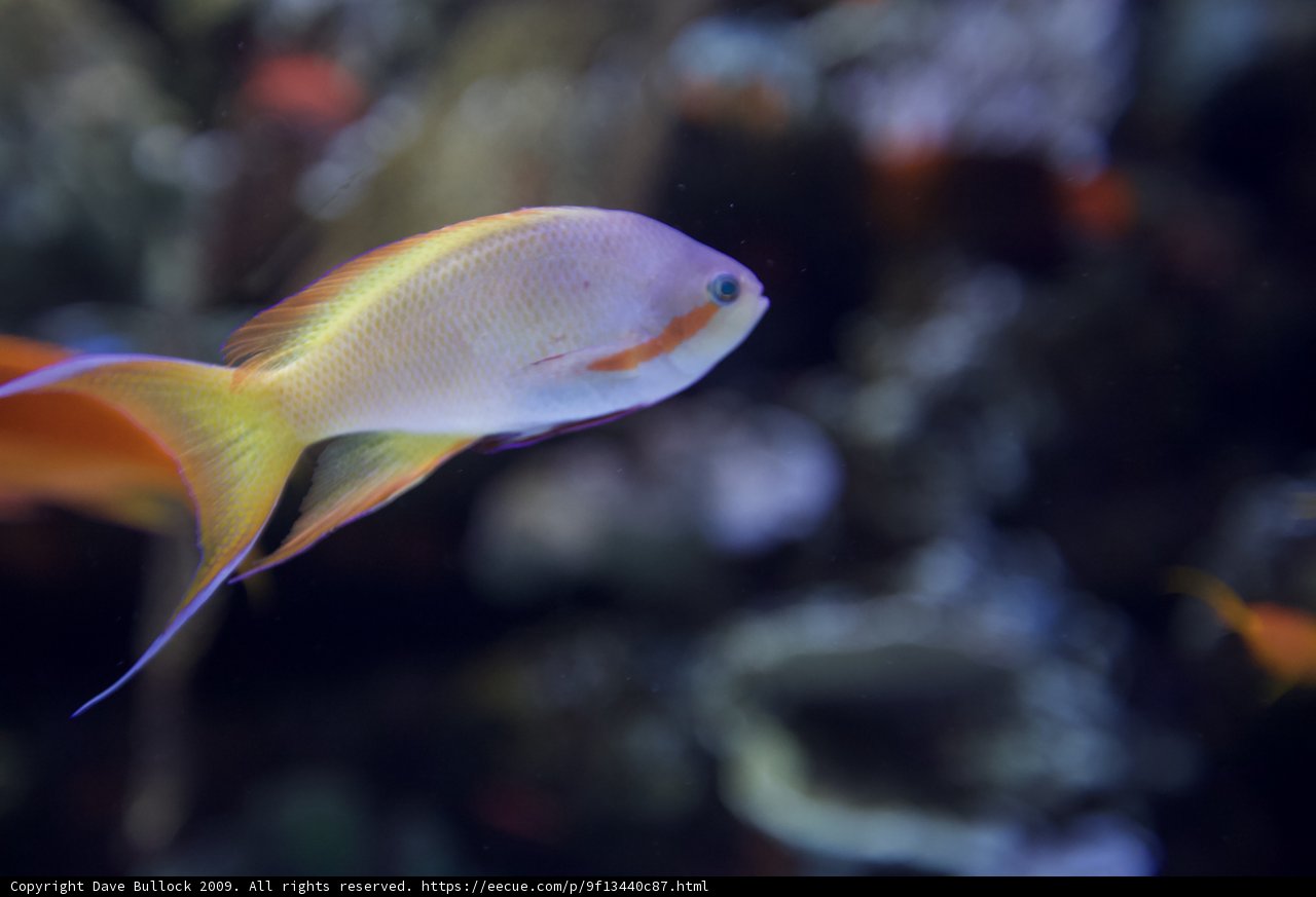 Beauty in Blue and Yellow
