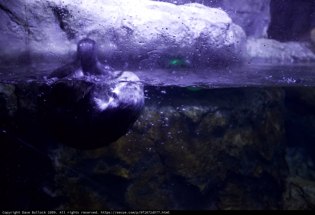 Seal Under Purple Lights