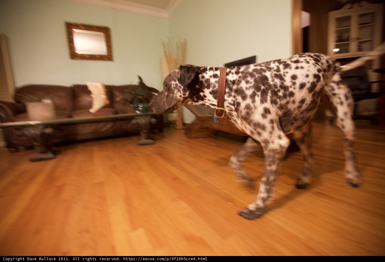 Prancing Pup on Hardwood Heaven