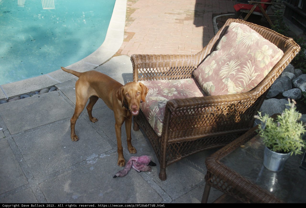 Relaxing by the Pool