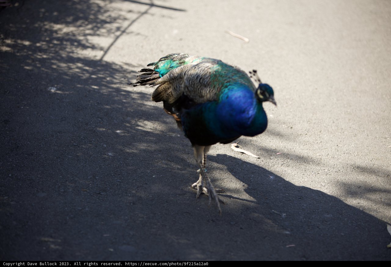 Pride of Peacock at SF Zoo