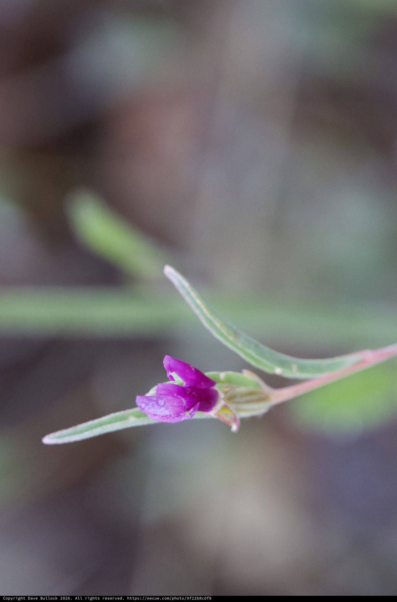 Tiny Magenta Bloom Emerges After Morning Rain