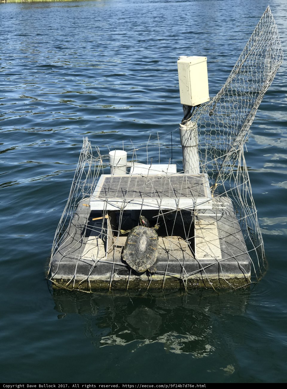 Turtle on Board