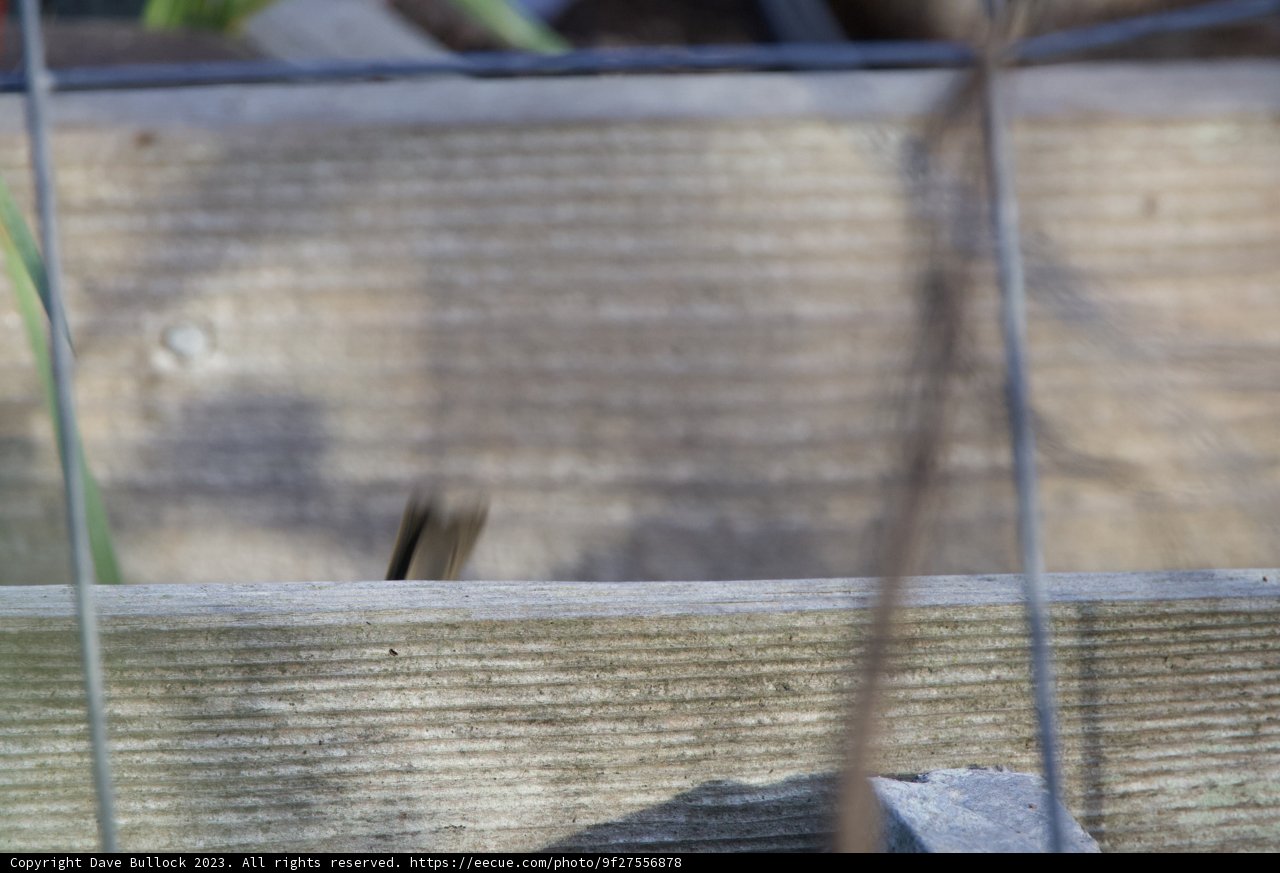 Solitary Bird at Fort Mason