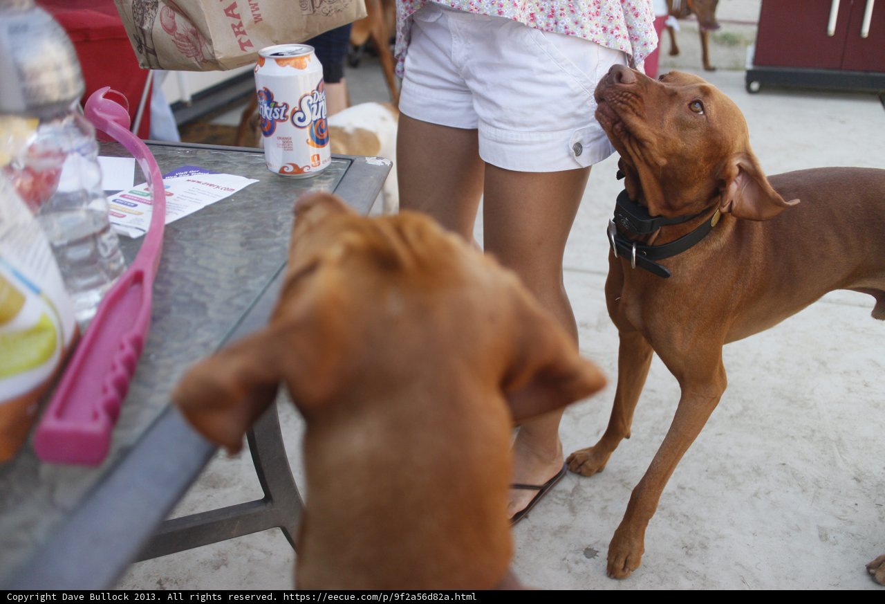 Woman and Her Canine Companions at the Table