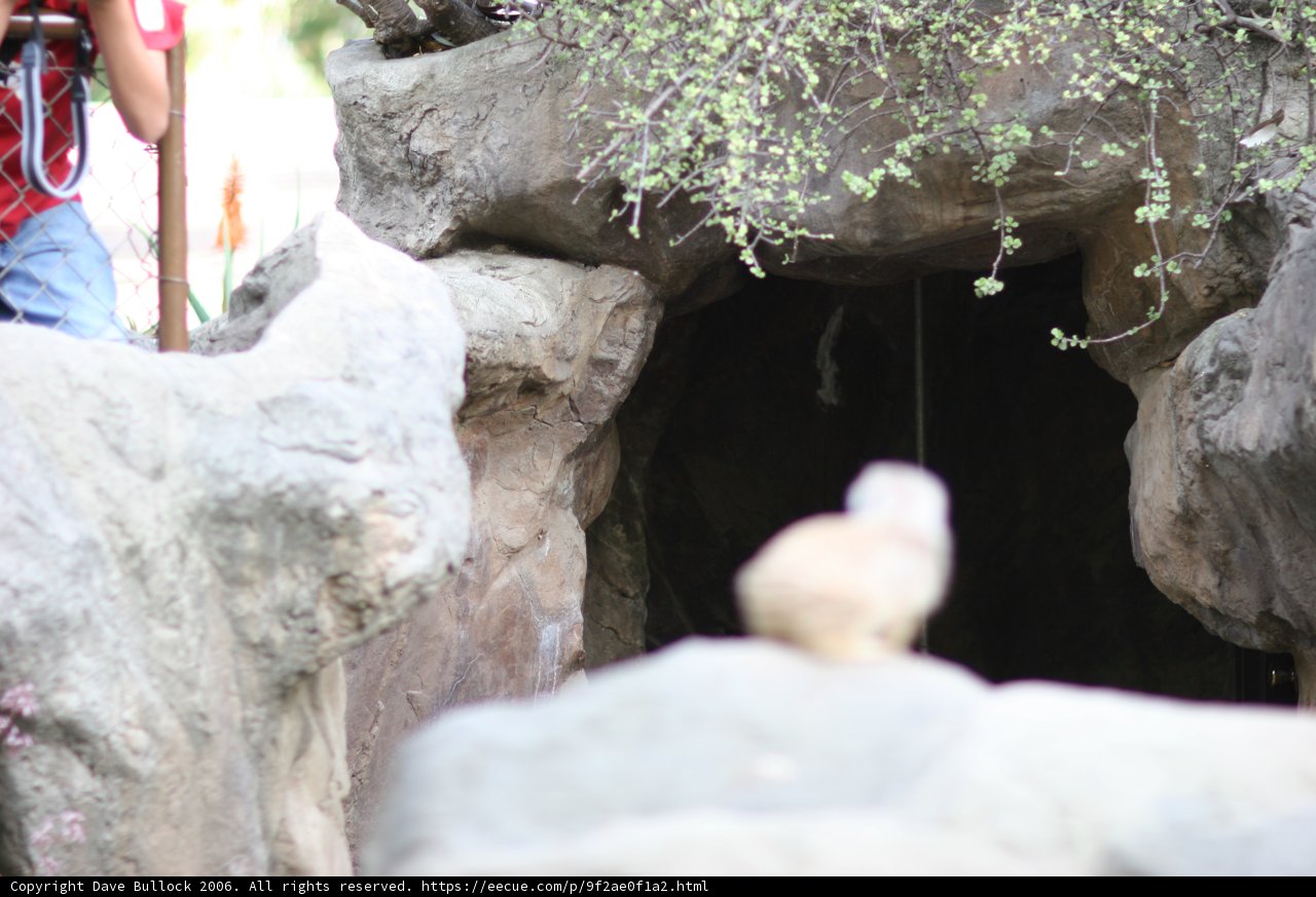 Giraffe in the Cave